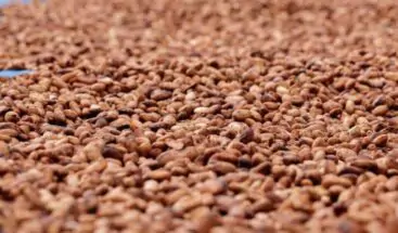 ¿Cuándo renovaremos las plantaciones de cacao del país?