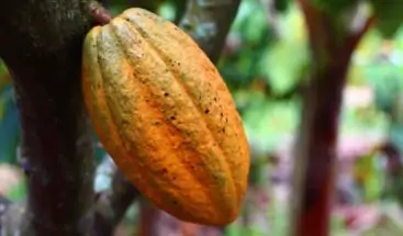 El Ministerio de Agricultura y la Unión Europea fortalecerán la producción cacao en el país